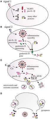 From Inflammasome to Exosome—Does Extracellular Vesicle Secretion Constitute an Inflammasome-Dependent Immune Response?